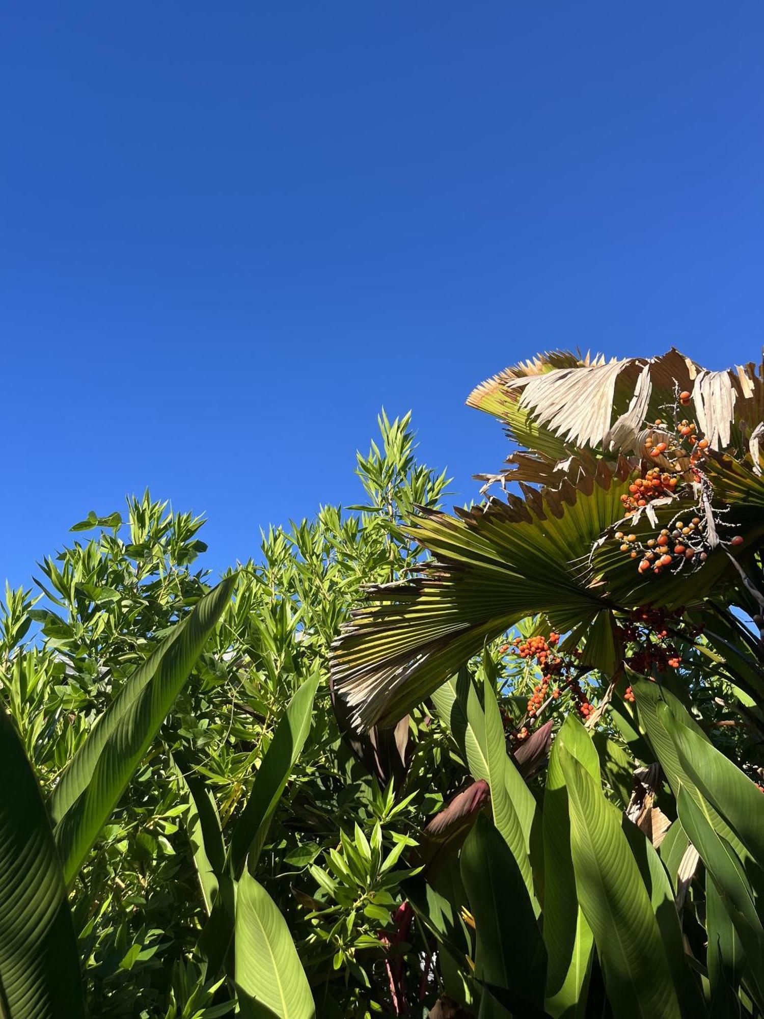 Eden Paradise Ecolodge & Spa سانت لوسي المظهر الخارجي الصورة