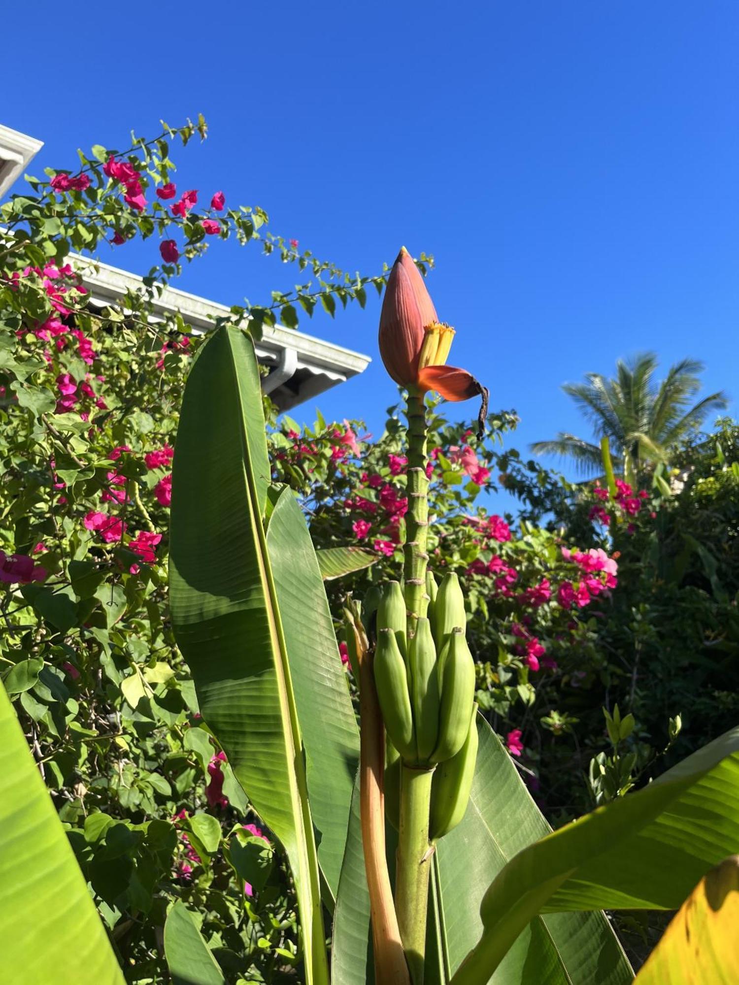 Eden Paradise Ecolodge & Spa سانت لوسي المظهر الخارجي الصورة